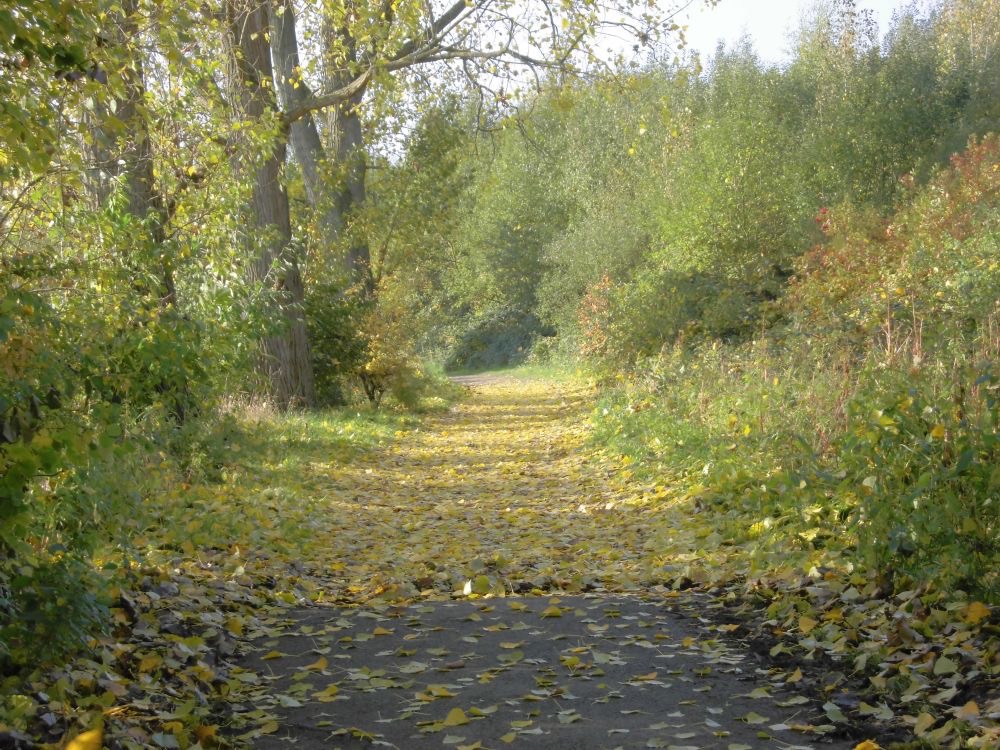 Das Bild zeigt einen Weg der mit Bäumen umrahmt ist. Es ist Herbst und die gelben Blätter sind auf den Weg gefallen