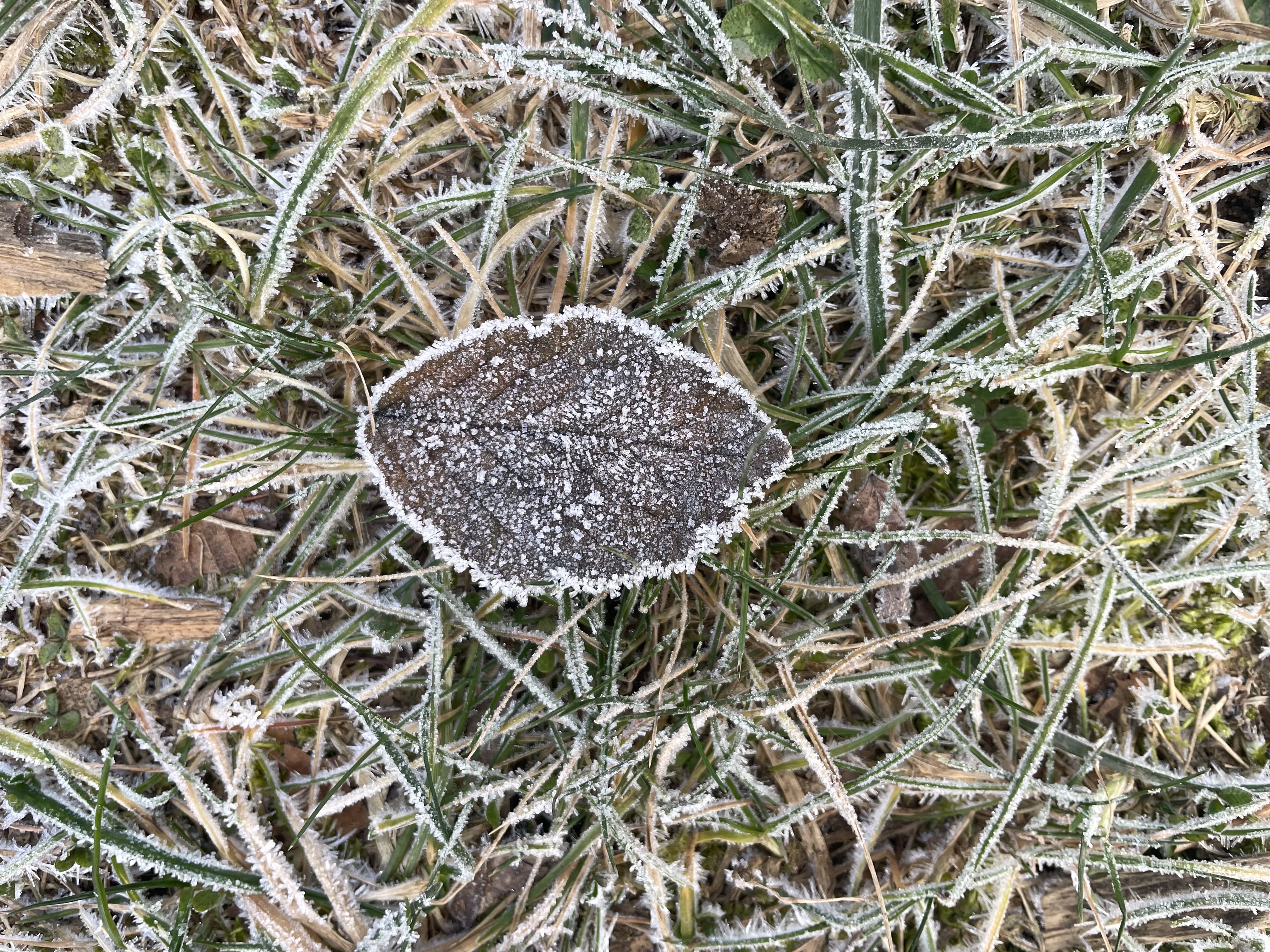 ein Blatt vom Baum im Frost