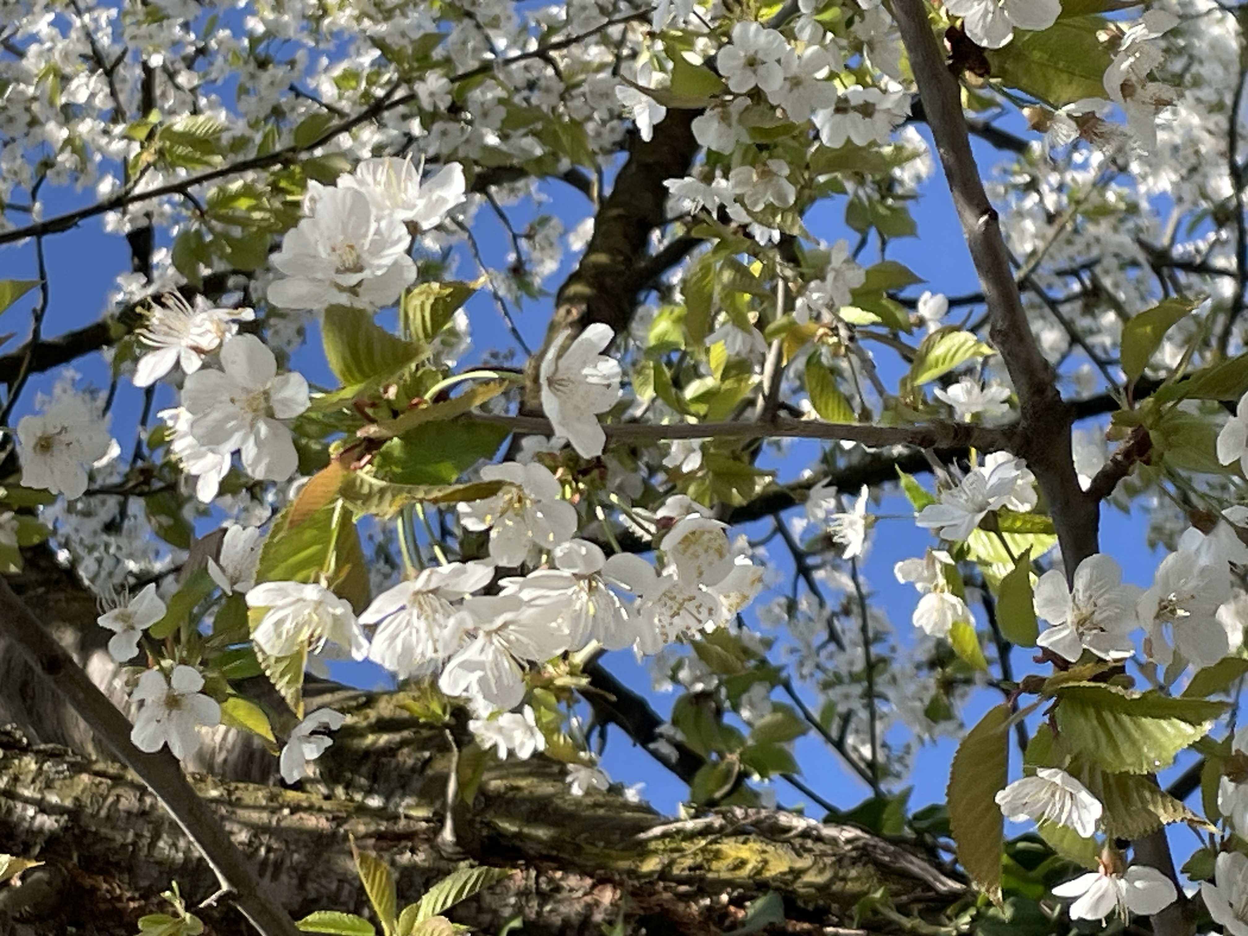 ein Baum mit Kirschblüten