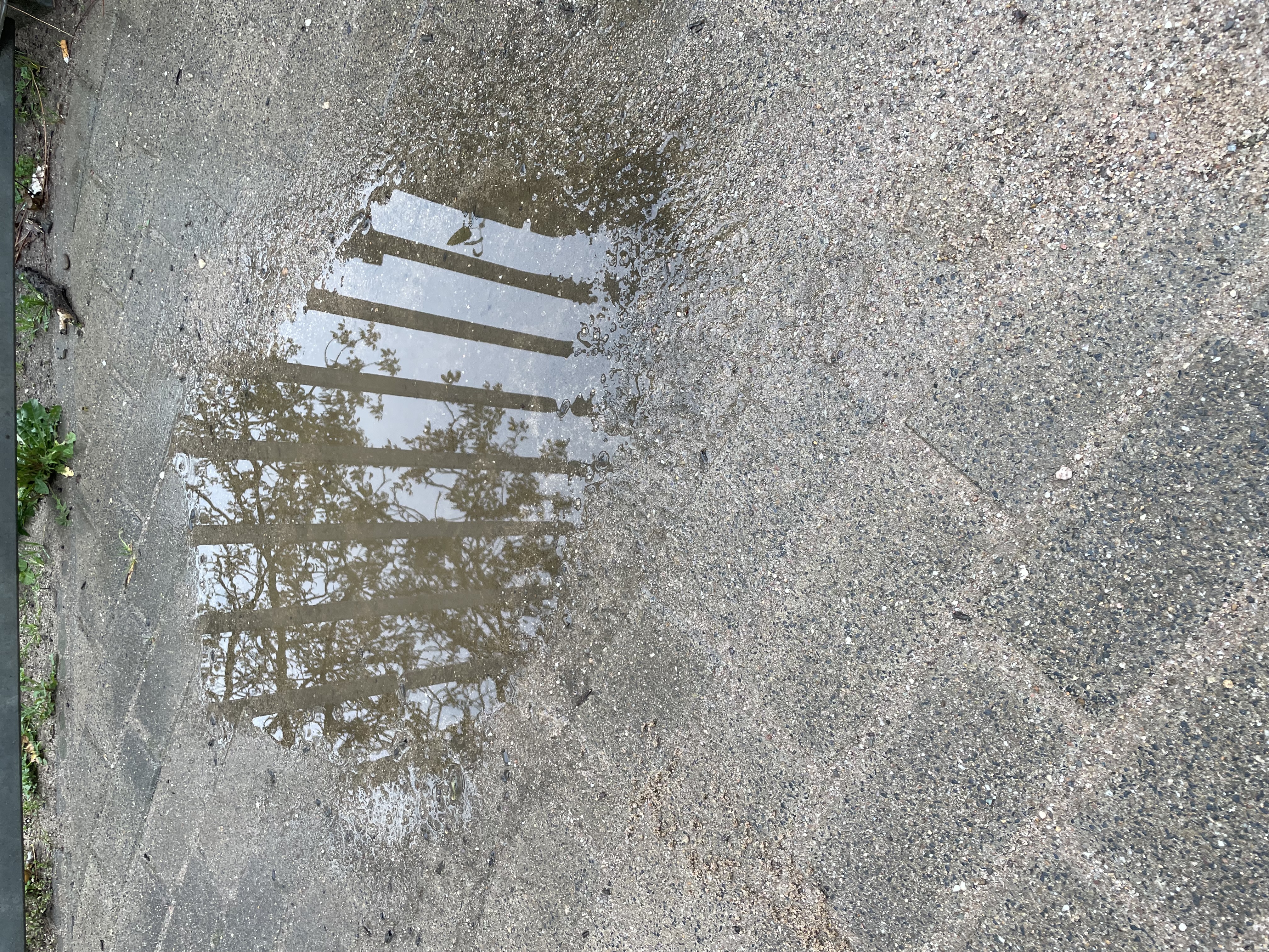 eine Pfütze, in der sich Bäume spiegeln