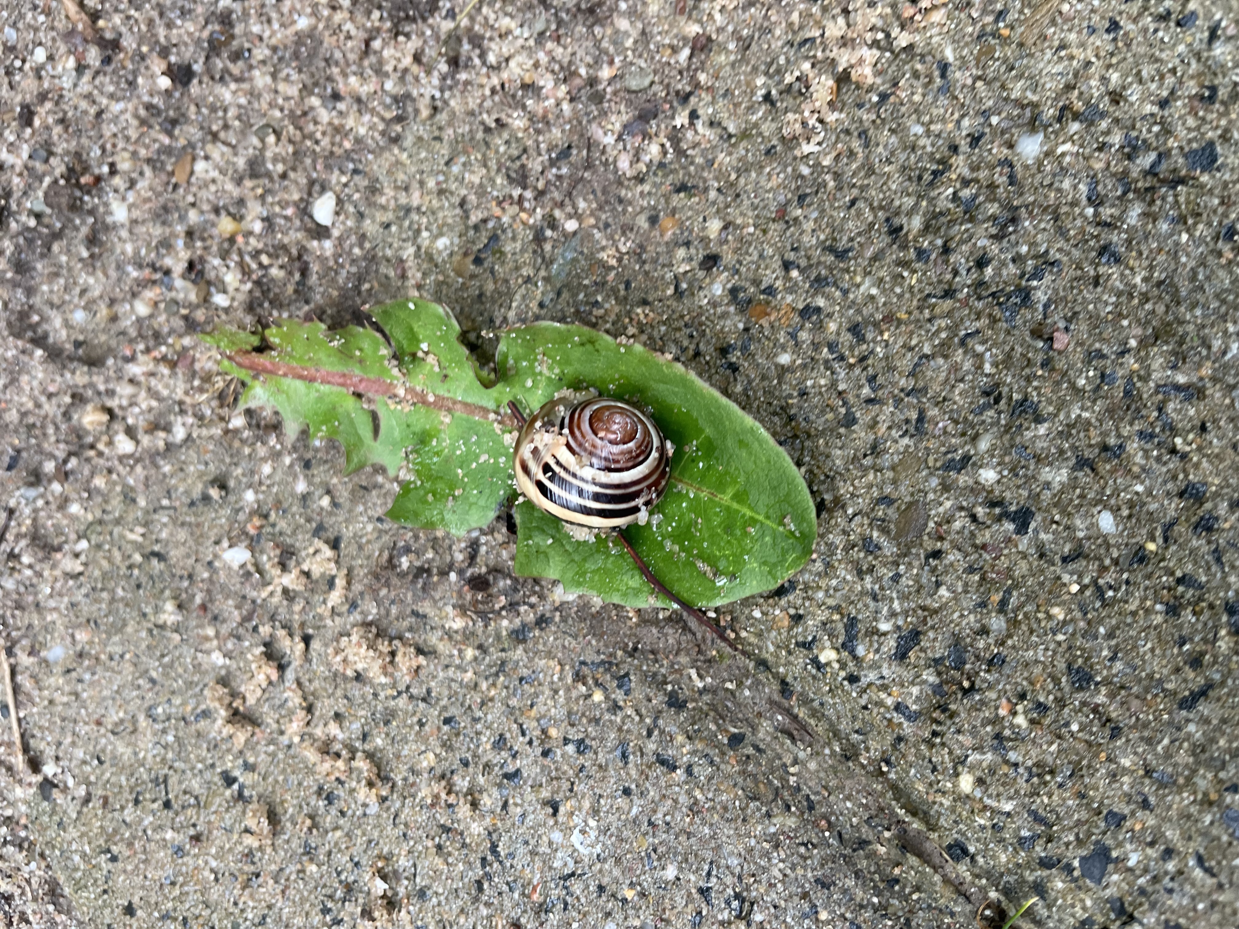 eine Schnecke mit einem Haus sitzt auf einem Blatt, der Hintergrund besteht aus Sand