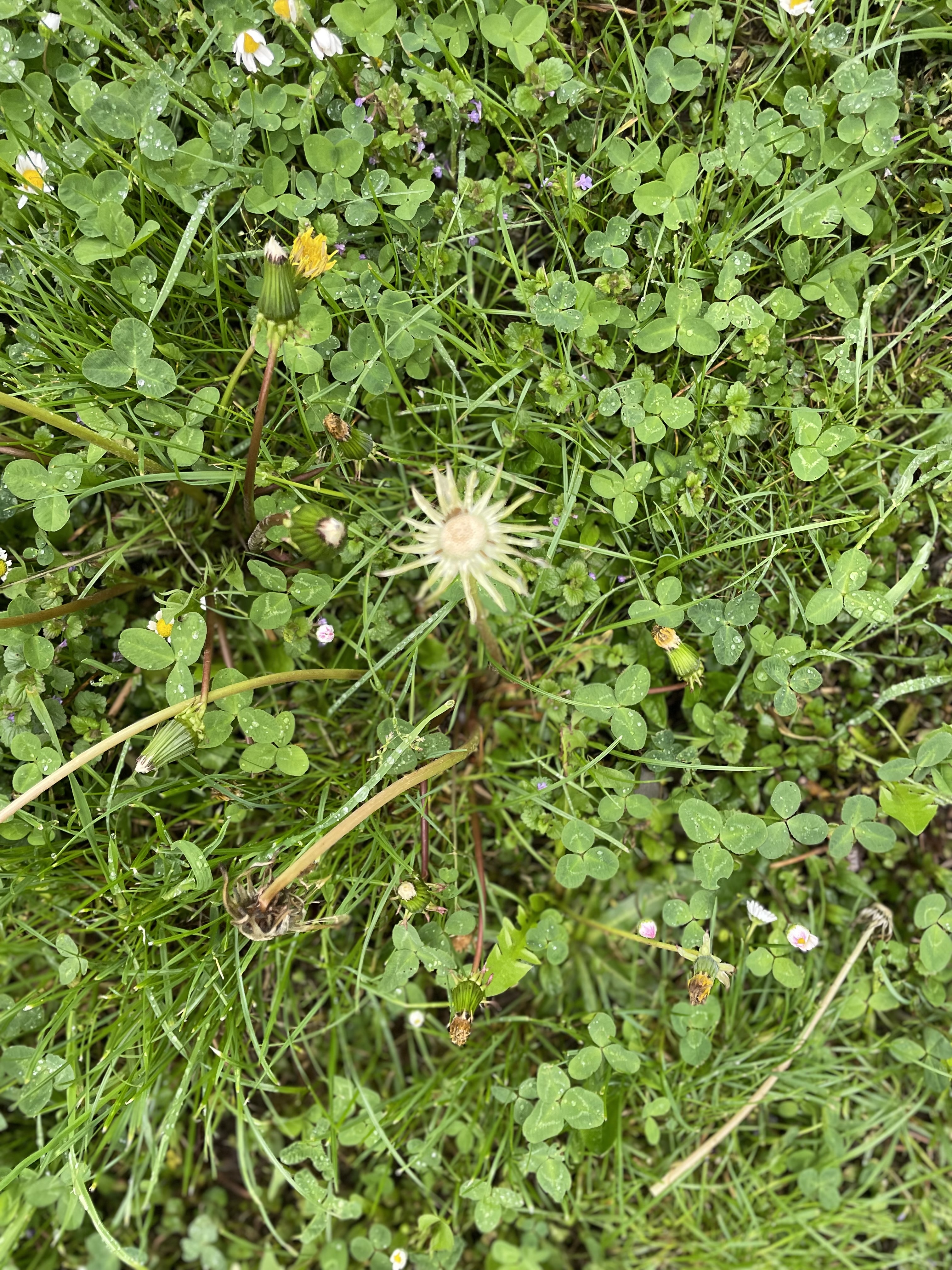 eine grüne Wiese mit Klee und Löwenzahn