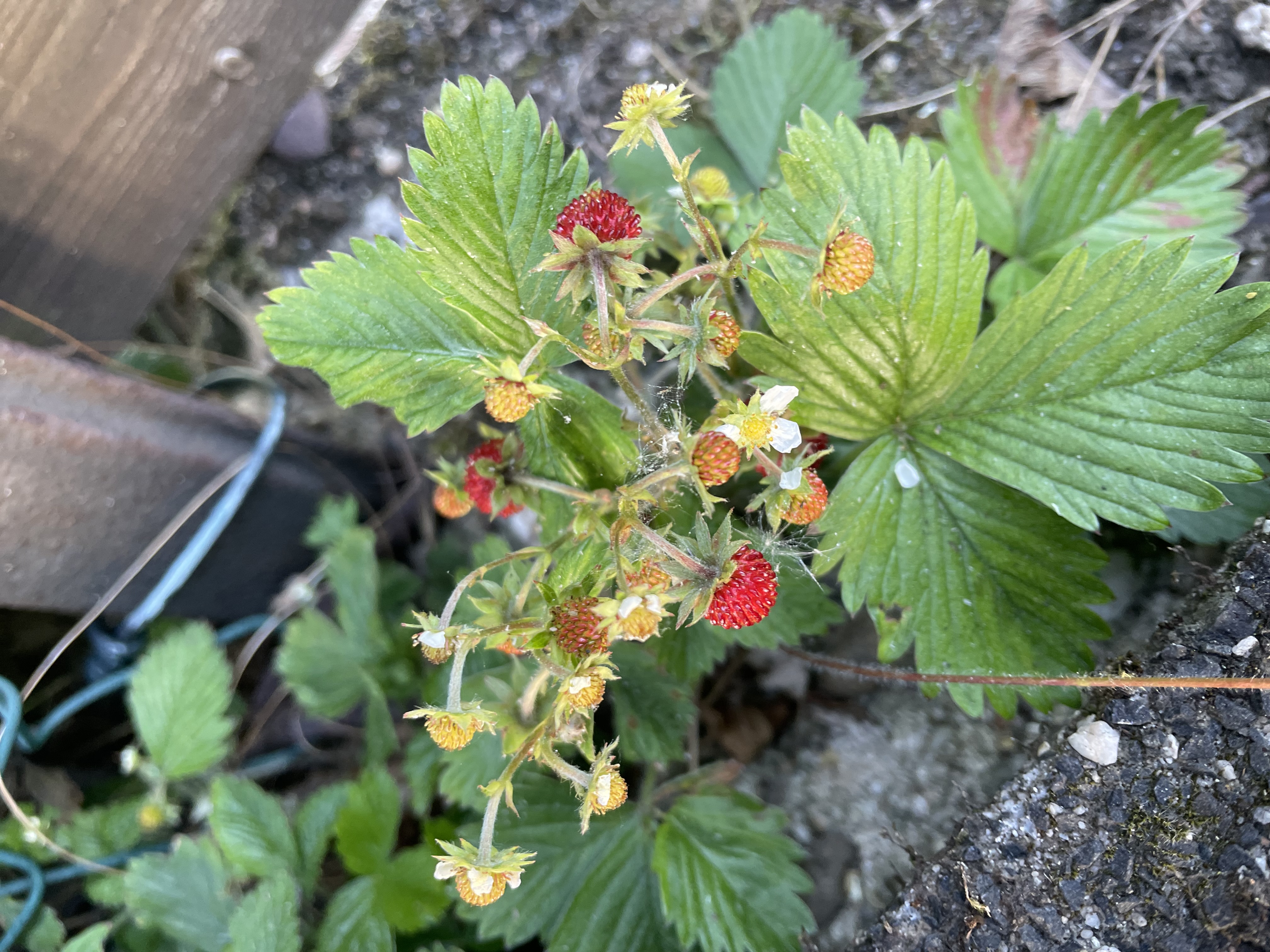 Wilderdbeeren am Wegesrand
